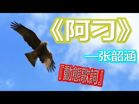 YouTube音乐|戴上耳机《阿刁》——张韶涵{命运多舛，痴迷淡然。你是阿刁，你是自由的鸟}配『動態歌詞Lyrics』