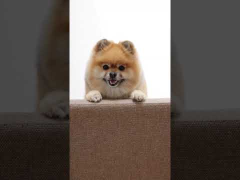 Cute dog videos #shorts #dog #puppy #cutedog