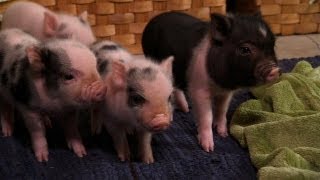 Perfectly Precious Potbelly Pigs | Too Cute!