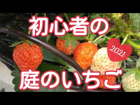 【家庭菜園いちご】ガーデニング初心者のいちごの世話🍓