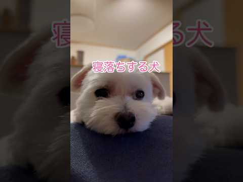 寝たくないのに寝落ちする犬