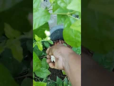 Galijeru kura thota kura.  seedless lime and flowers harvest from my terrace garden