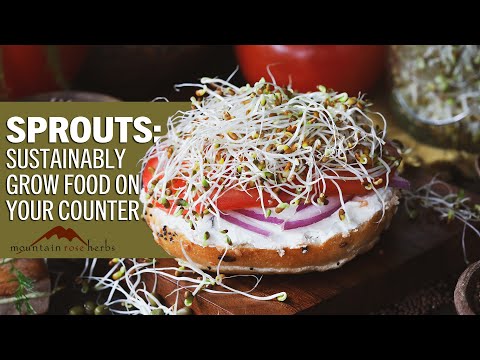 Sprouts: Grow Sustainable Food on Your Countertop