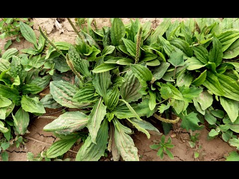 农村野菜车前草，又叫牛舌草，食用价值高，摘回家随手一炒，真香