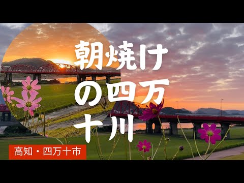 朝焼けの四万十川！秋に別れを告げる秋桜(四万十市)