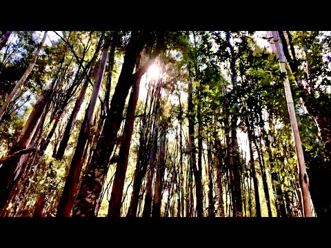 2K 1080 FHD forest material/森林素材