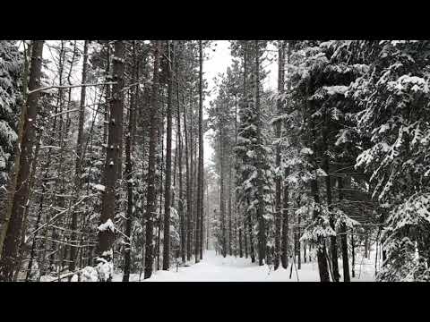 It's Snowing! | Copyright Free Video Footage