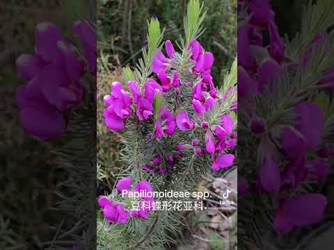 2024 Western Australia Wildflower Trip Day 11