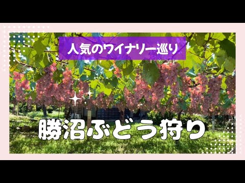 【2023勝沼ぶどう狩りとワイナリー巡り】アラフィフ主婦ひとりでぶどう狩りとワイナリー巡りを堪能の巻♪