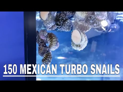 Did 150 turbo snails do the job?