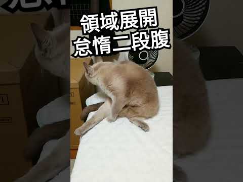 【呪術廻戦なネコ】領域展開テトちゃん弍ノ門 　#shorts #ねこ　#領域展開