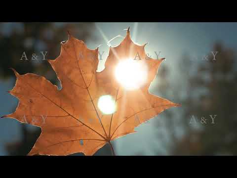 Autumn yellow leaf in the sun.