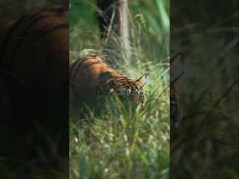 Pench national park | Turia Gate