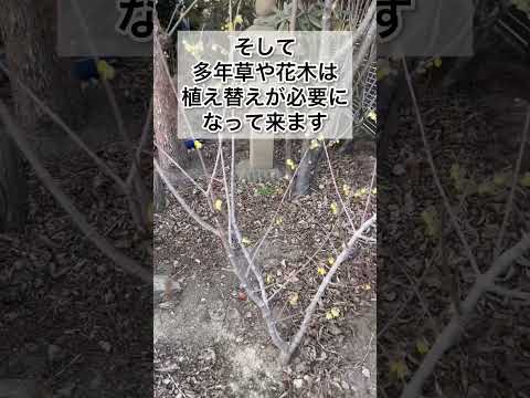 もう困らない！鉢のサイズの選び方がわかるようになる動画　#garden #ガーデニング #家庭菜園