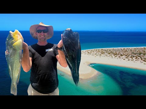 Spearfishing Australia - How to Target Blue Bone