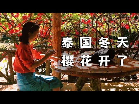 在泰国穿羽绒服赏花|苗族学校里开咖啡店|一日两餐羽衣甘蓝蒸肉饼