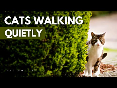 Silent Strides: The Secret Behind a Cat's Quiet Walk