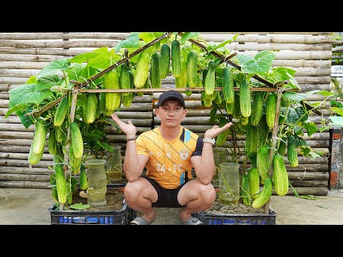 Growing Cucumbers This Way Is Very Easy, The Fruits Are Huge And Produce A Lot Of Fruit