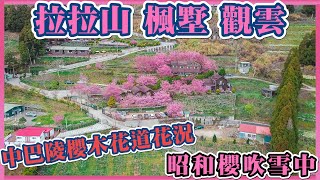 2021 拉拉山昭和櫻滿開櫻吹雪 I 楓墅休憩庭園 I 觀雲休憩農莊 I 中巴陵櫻木花道花況分享 I 恩愛農場到楓墅及觀雲的交通指南