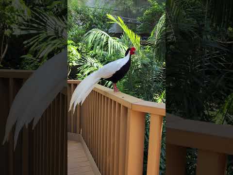 Silver Pheasant #shortvideo #bird #hongkong