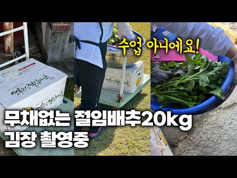 영자씨의 부엌 촬영 모습(무채없는 절임배추20kg 김장 배추김치)/요리방송 아니에요🙅‍♀️ 구경해보세요!