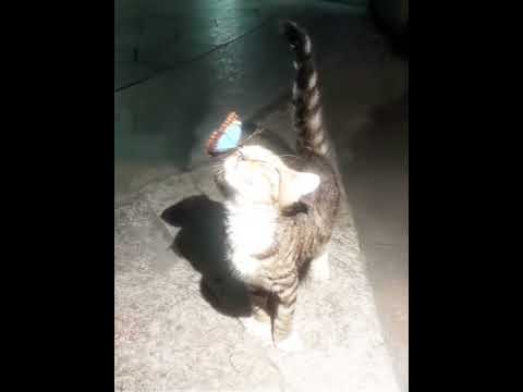 Butterfly cat #shortvideo #shorts