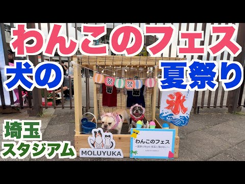 犬の夏祭り わんこのフェス  埼玉スタジアム 【 フレンチブルドッグ french_bulldog 】