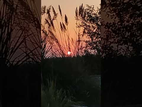 Amazing sunset view#viral_video #tranding