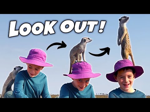 MEERKAT on my HEAD! Kids Wild Animal Africa Adventures