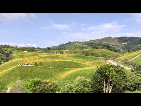 花蓮台東金針花遊- 赤柯山.六十石山.太麻里金針山