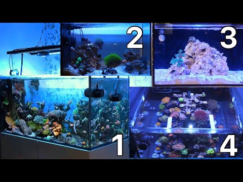 The Reality Of Having Multiple Reef Tanks | The Prestige Reef Dork Show Ep 34