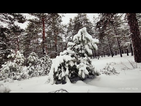 БЕЛЫМ СНЕГОМ. Грустная песенка с веселой мелодией. #Рок_острова #cover