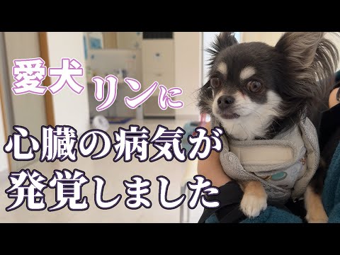 【僧帽弁閉鎖不全症】保護犬チワワのリンちゃんが心臓病になってしまいました…