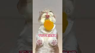 你以为猫能吃，其实不能吃的食物 #猫咪不能吃的食物 #猫咪知识 #猫咪食物