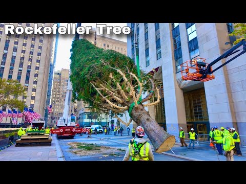 2024 Installation Of Rockefeller Center Christmas Tree | A Holiday Tradition Since 1931