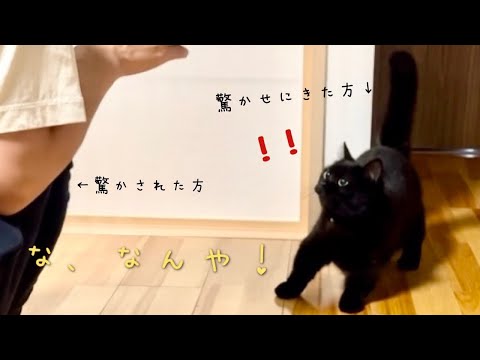 飼い主を驚かそうとする黒猫の結末が可愛すぎました