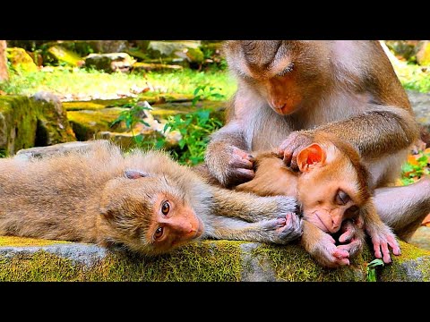 Monkey Rainbow is still annoying Tiny LEO & BB LUNO cuz She doesn't want them to sleep near her Mum.