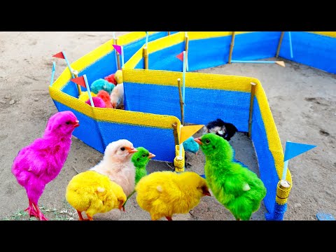 Teaching Baby Chicks to Walk the Line | How Painted MURGI Chicks Learn the "Right" Path video