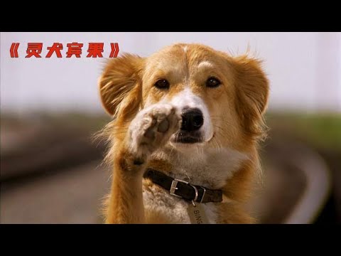 狗狗被主人意外抛弃，为回到主人身边还学会了开车《灵犬宾果》