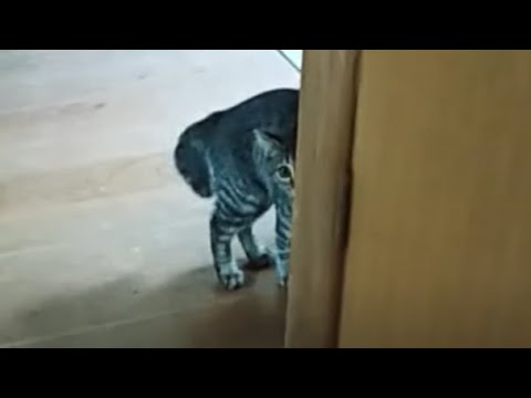 保護した子猫が やんちゃ過ぎた