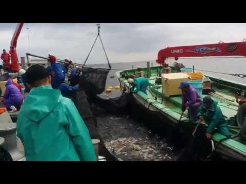 【尾鷲市九鬼町】九鬼定置漁業水揚げpart.1