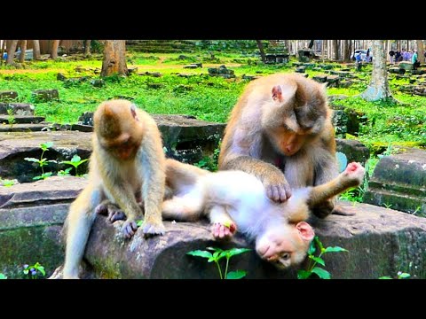 Sweetly../// Pregnant Monkey Libby still Loving, Caring to her children until she gives new birth.