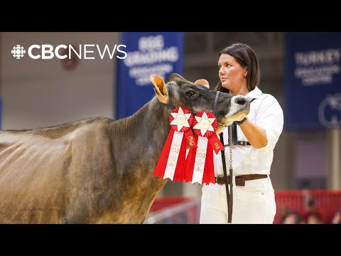 Meet Delphie, the grand champion cow of Canada’s biggest agricultural expo