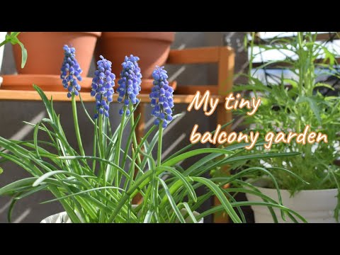 Welcoming spring | Balcony gardening in a lifestyle of not trying too hard