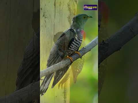 Indian Forest Birds | Voice of Birds of India | Creative Nature