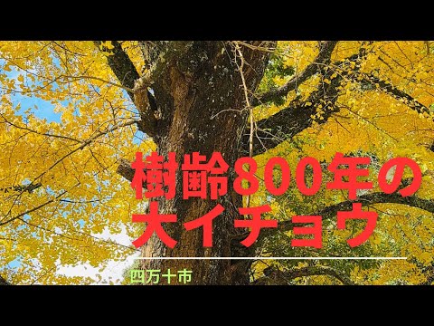 樹齢800年の大イチョウが黄金色に輝く！歴史の目撃者に昔の大地震の話を聞きたい(四万十市)