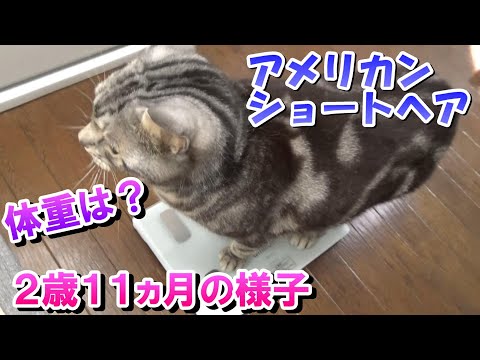 ２歳１１ヵ月の様子！体重は？（アメリカンショートヘア）