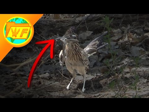 Roadrunner Swallows Lizard WHOLE #shorts