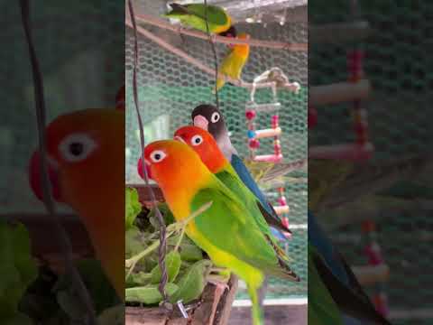 Smart lovebird Parrot  , Eating vegetables🥬🌽🦜 #lovebird #birds #birdslover