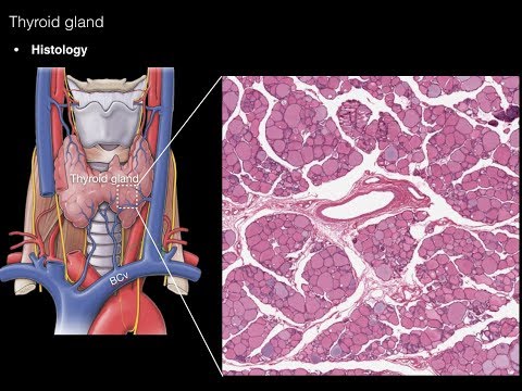 Thyroid and Parathyroid Glands